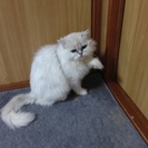 チンチラ　雌　10歳　血統書付 - 猫