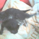 生まれたての子猫を保護。善意に感謝いたします。ありがとうございました。