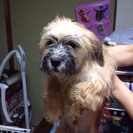 雑種犬とマルチーズのミックス犬  2匹の画像
