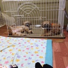 雑種犬とマルチーズのミックス犬  2匹 - 犬