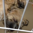 雑種犬とマルチーズのミックス犬  2匹 − 広島県