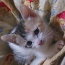 里親さん募集しています！