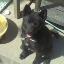 生後3ヶ月の真っ黒な仔犬です。