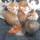 米泉湖の公園でお腹の大きい猫を保護し２月２４日に産まれました。茶...