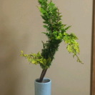 茶道・華道教室の画像
