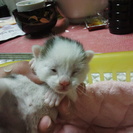 子猫が産まれました