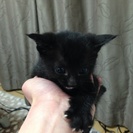産まれて2ヶ月の子猫です。