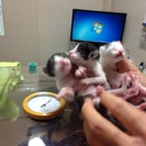 ただいま交渉中です！どなたか里親さんになって下さい！