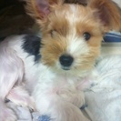 家族の一員として大切にしていただける方 大募集です。