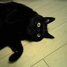 黒猫　体格がいいです。