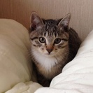 新しい家族に迎えて下さる方を募集しています。