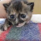 殺処分を免れました　2週齢〜１ヶ月のかわいい子猫たち