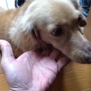 すごくおとなしく誰にでも人なつっこい良血統のダックスフンドは病気...