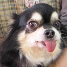 チワワ成犬の女の子