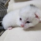 殺処分を免れました　１ヶ月の可愛い子猫達