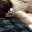 雄のシャム系です。