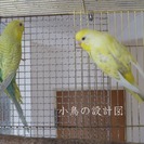 セキセイインコ　クリームファローペア