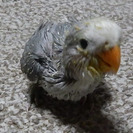 小桜インコの中雛です。