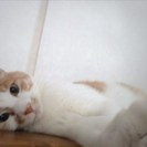 でかねこ茶太くん