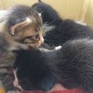 子猫の里親募集中