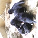 生後1ヶ月のねこ　5匹