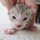 殺処分を免れました　生後１ヶ月の可愛い子猫達