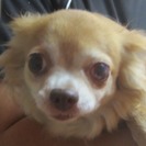 チワワの女の子　成犬