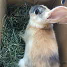 うさぎちゃんの里親募集！