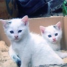 里親募集します。