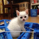 生後1カ月の白♀と茶トラ♂のきょうだいです - 猫