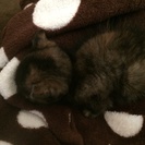 生後2ヶ月くらいの子猫です