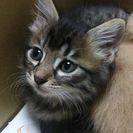 可愛いキジトラちゃん