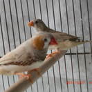 キンカチョウのつがい