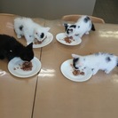 子猫の里親募集しています。