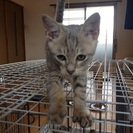 里親さん決定して引き渡し終了しました。生後3ヶ月の灰色子猫の里親...