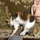 どなたか面倒みてくださる方募集中 - 猫