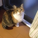 どなたか面倒みてくださる方募集中 - 里親募集