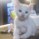 子猫ちゃんの里親募集