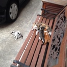 子猫の里親募集