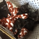 可愛い黒子猫☆もらってください。