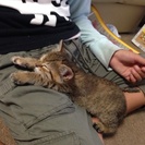 里親募集💦 - 松江市