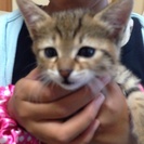 里親募集💦 - 猫