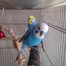 セキセイインコ2羽