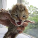 殺処分を免れました　２〜３週齢の可愛い子猫達