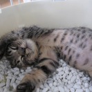 殺処分を免れました　１ヶ月の人なつこい可愛い子猫達