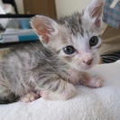 殺処分を免れました　１ヶ月の人なつこい可愛い子猫達 - 岡山市