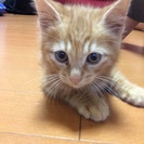 子猫の里親募集