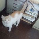捨て猫