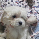 プードルとマルチーズのMIX犬の子供たち