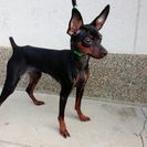 ミニピン（緑＆赤）オスの里親募集 - 小野市